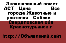 Эксклюзивный помет АСТ › Цена ­ 30 000 - Все города Животные и растения » Собаки   . Свердловская обл.,Краснотурьинск г.